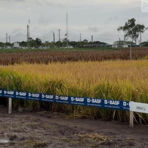 Com mercado pressionado, produtor busca eficiência e controle fitossanitário mais assertivo