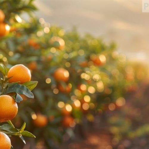 Krilltech lança tecnologia inédita para impulsionar a produtividade na citricultura brasileira
