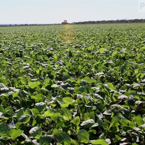 Com formulação inovadora, novo multissítio garante mais controle e aplicabilidade em campo