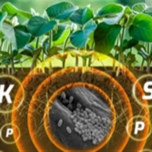 Bacillus spizizenii inaugura uma nova era na nutrição biológica da soja