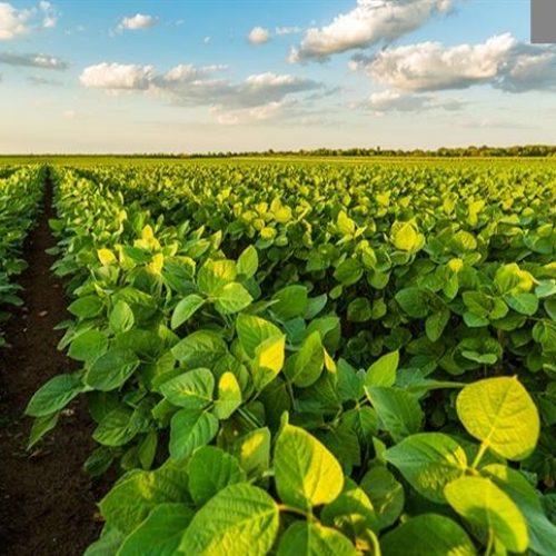 Blindado: A solução em Tratamento de Sementes que envolve sua lavoura em um ciclo de benefícios