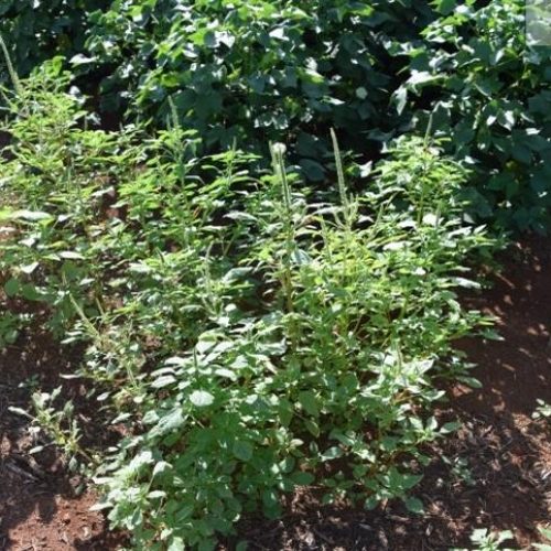 Caruru-palmeri: como a tecnologia pode conter a planta daninha