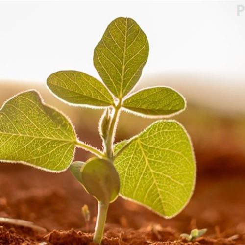 Desafios na fase vegetativa inicial da soja: Proteja sua lavoura com MultiVex