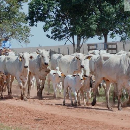 Sanidade ganha protagonismo em novo cenário da pecuária brasileira