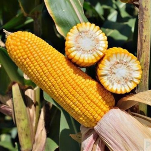 FS695: híbrido referência no manejo de nematoides com baixo fator de reprodução