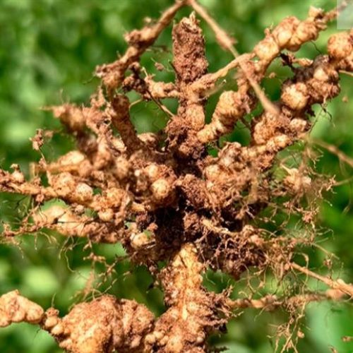 Nematoide: a ameaça invisível que rouba a rentabilidade da lavoura