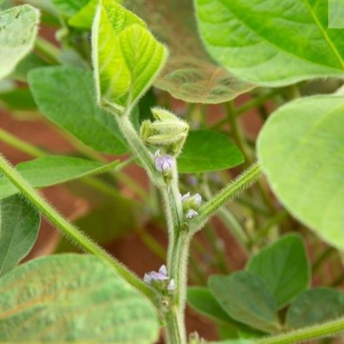 Ameaça da ferrugem exige fungicida completo na soja