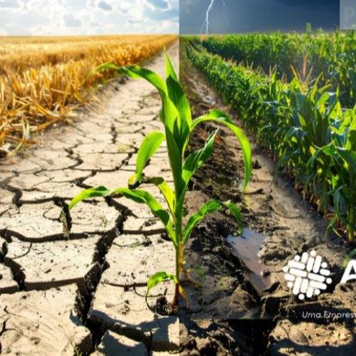 VacStress: proteção inovadora para as plantas contra o estresse hídrico e térmico