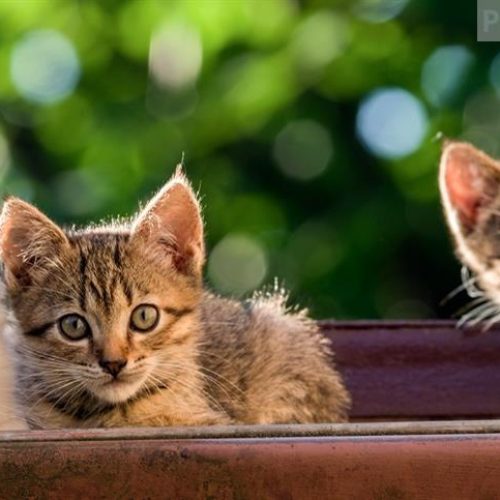 Brasil já tem 33,3 milhões de gatos e amplia demanda por cuidados especializados