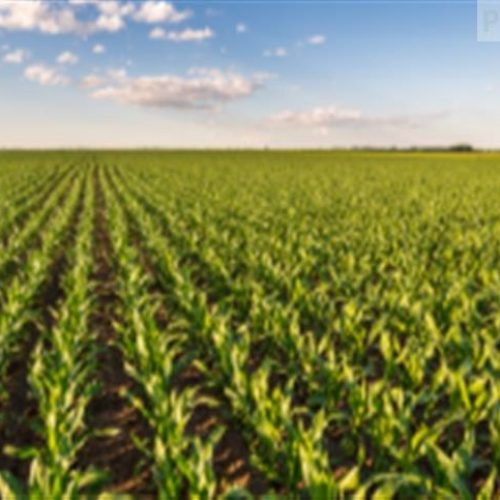 Nova tecnologia agrícola atua como uma “vacina” e reduz os efeitos dos estresses nas plantas