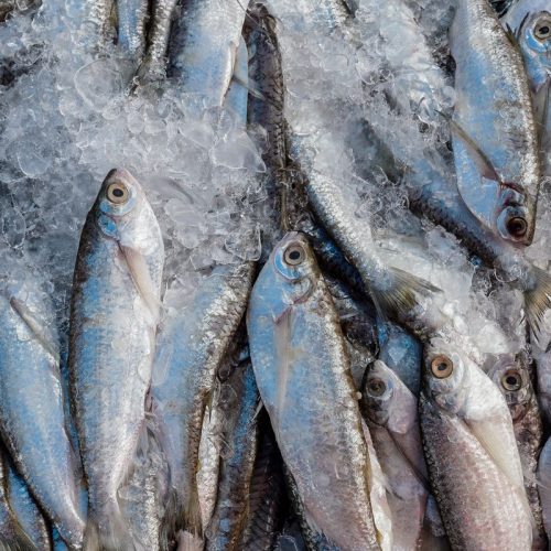 Abipesca pede crédito emergencial para reduzir impacto do tarifaço