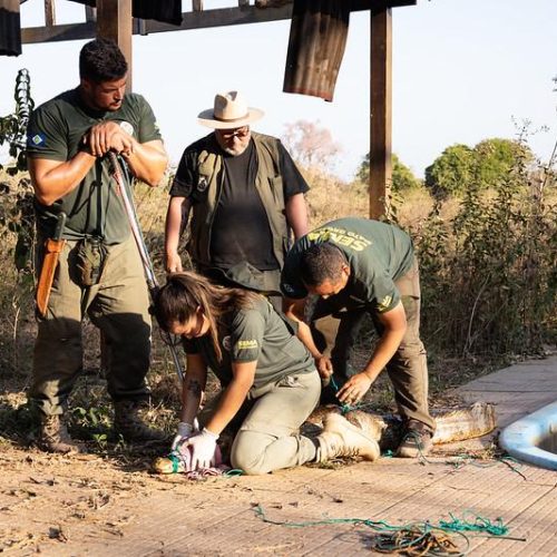 Sema inicia cadastro de voluntários para resgate e manejo de animais silvestres em unidades de conservação