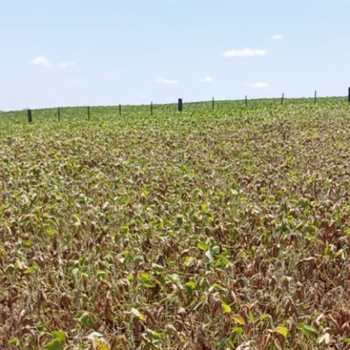 “Se não chover, chegaremos a 90% de perdas”: estiagem castiga produtores no RS