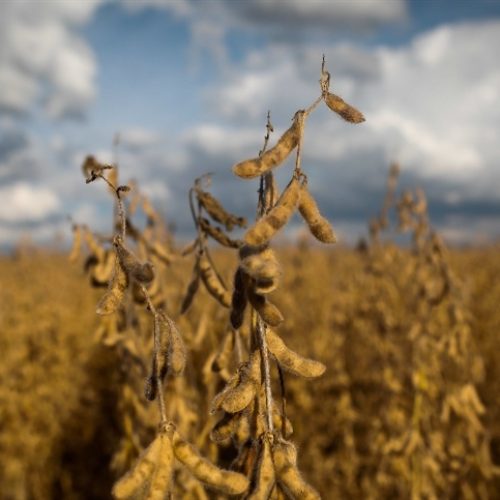 Seca e temperaturas acima de 40°C reduzem potencial produtivo da soja e do milho