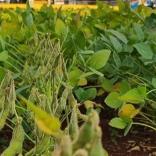 Aumenta a anomalia das vagens em soja no Mato Grosso