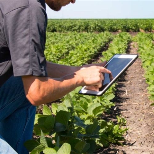Culturas Espécies parceria otimiza inovação agricola no paraguai