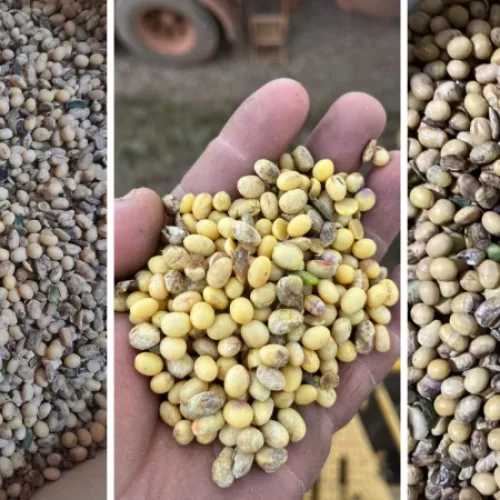 Excesso de chuvas em partes de MT eleva níveis de soja avariada e tira ainda mais da margem do produtor