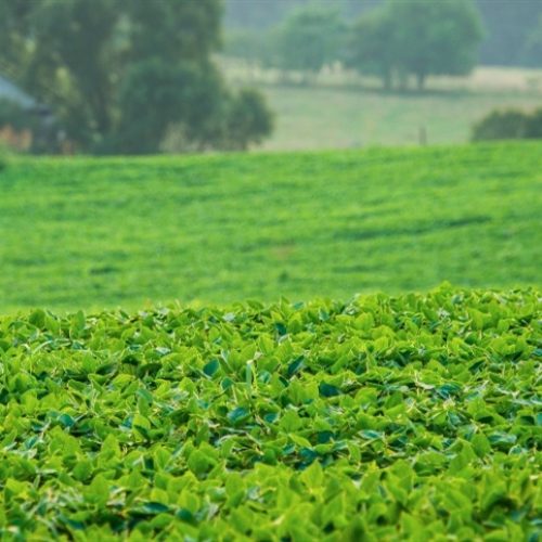 Manejo integrado aumenta produtividade da soja