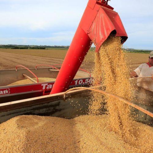 Colheita de soja do Brasil avança para 15% da área, diz AgRural