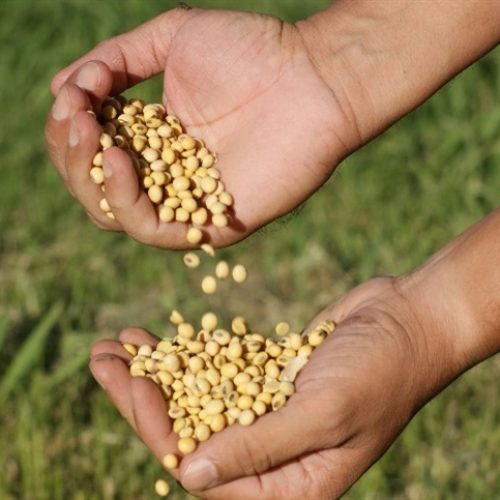 Impacto da mancha púrpura em sementes de soja