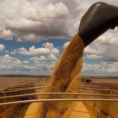 Soja perde ritmo de negócios no final de agosto com demanda enfraquecida