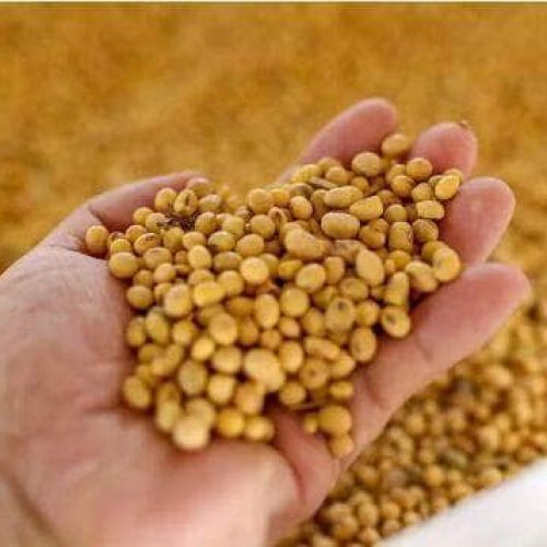 Alta do dólar e nova tarifa dos EUA à China impulsionam preço da soja no Brasil