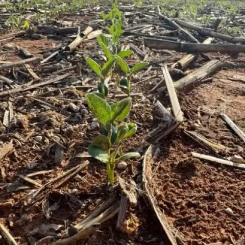 Fundação Rio Verde orienta produtores para início do plantio da soja em Mato Grosso