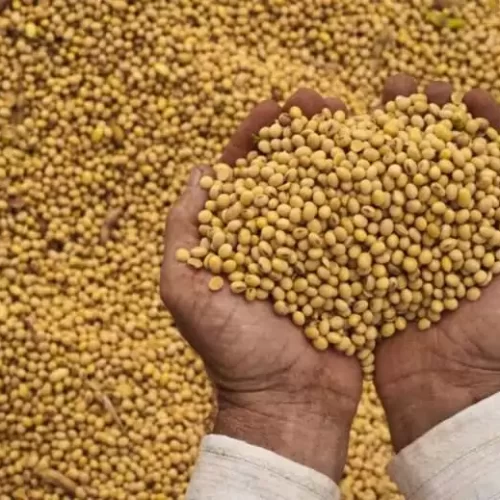 Preços da soja atingem menores patamares reais desde março de 2023, aponta Cepea