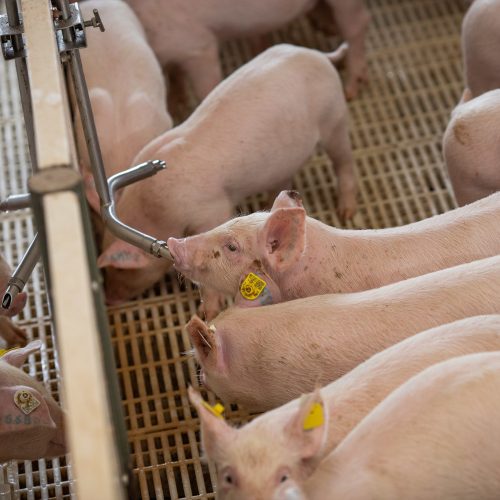 BEM-ESTAR SOCIAL: Projeto usa suplementos naturais para substituir antibióticos em suínos