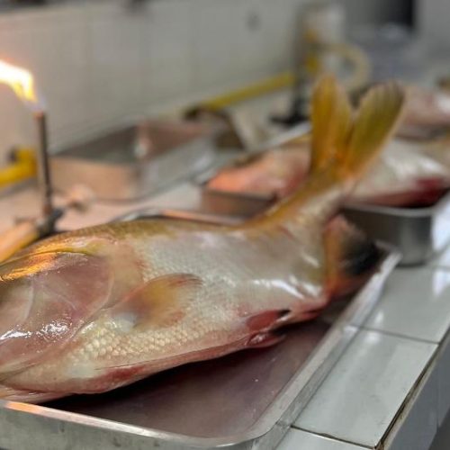 Pesquisadores de Mato Grosso buscam eliminar Salmonella em peixes nativos