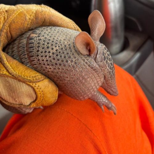 Corpo de Bombeiros Militar resgata tatu-bola de residência