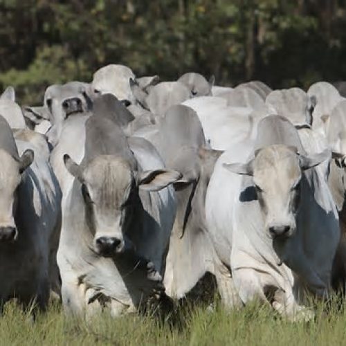 Rondônia bate recorde de exportação de carne e movimenta US$ 144 milhões