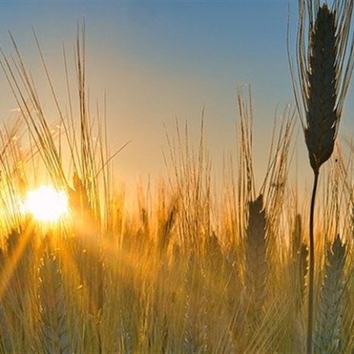 Preço do trigo sobe, mas plantio deve permanecer estável