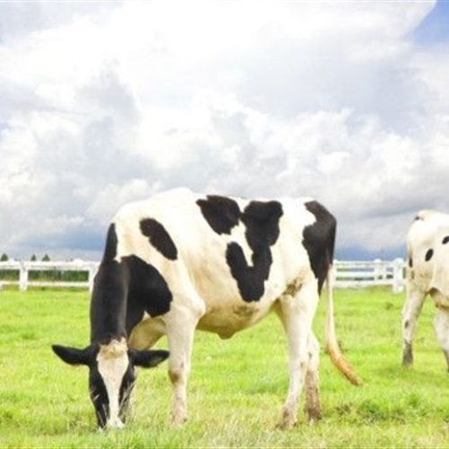 Manejo inadequado intensifica perdas causadas pela mastite