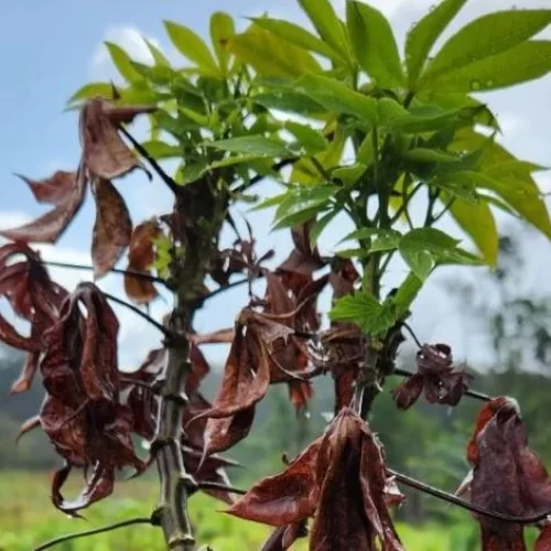 Vassoura-de-bruxa da mandioca é confirmada em território indígena